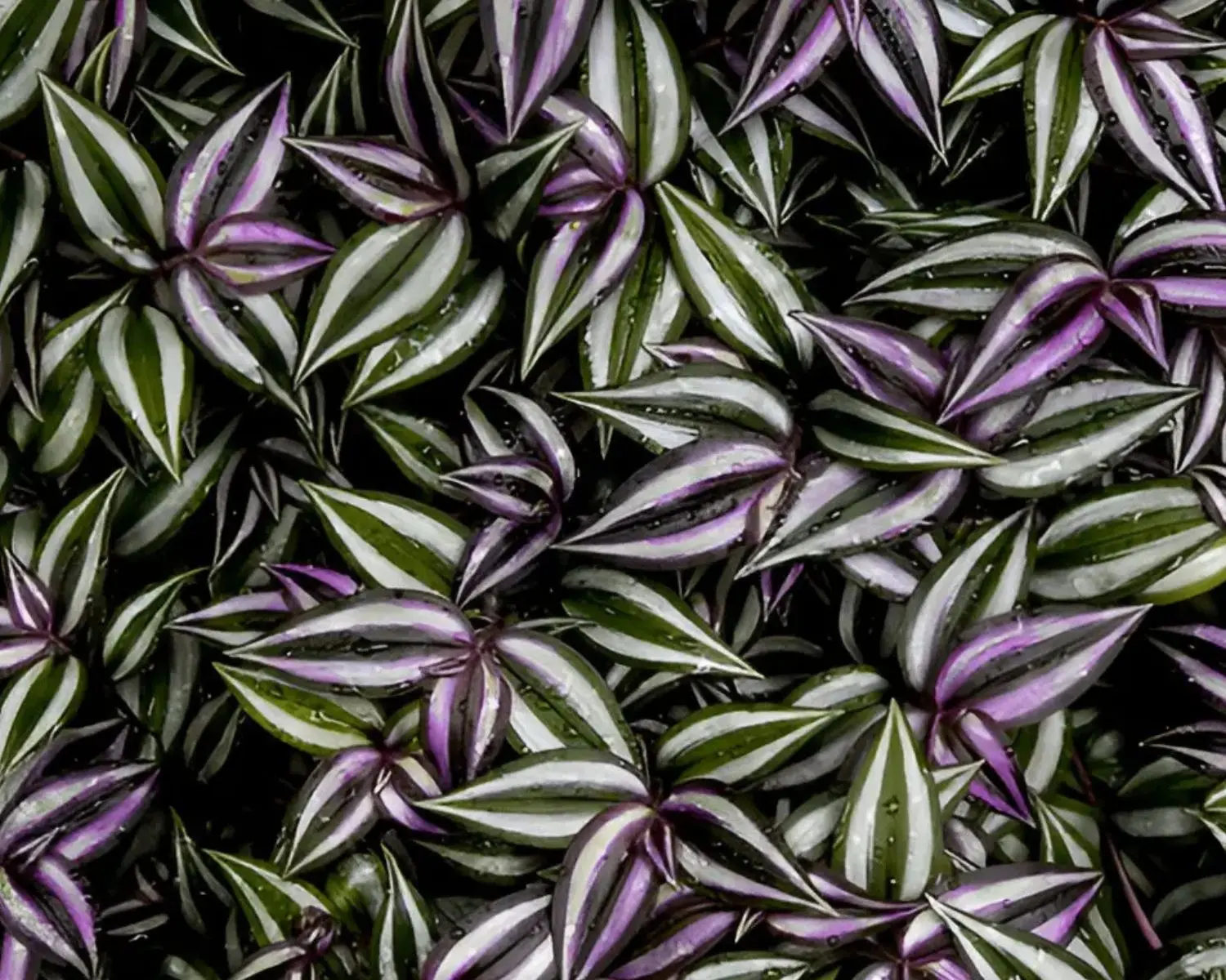 Complete Guide to Growing Wandering Jew Plant