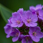 Heliotrope Care Guide