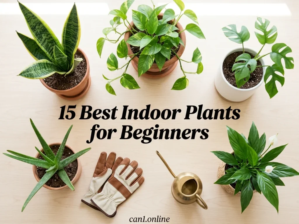 Collage of best indoor plants for beginners including snake plant, pothos, and monstera