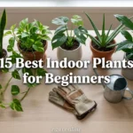 Collage of best indoor plants for beginners including snake plant, pothos, and monstera