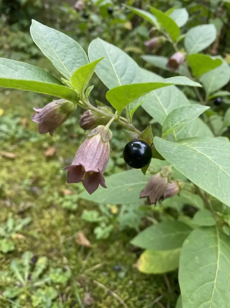 deadly nightshade Atropa belladonna