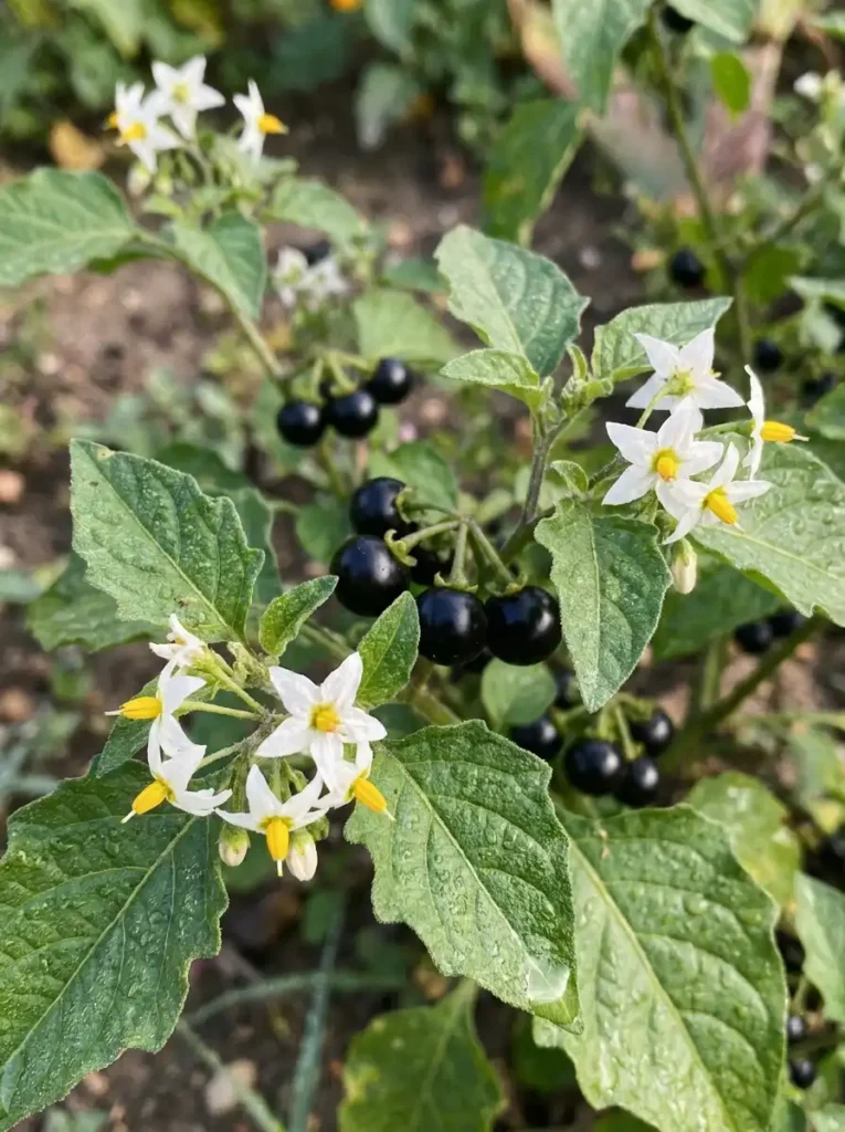 black nightshade Solanum nigrum