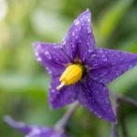 purple nightshade flower close up in garden.