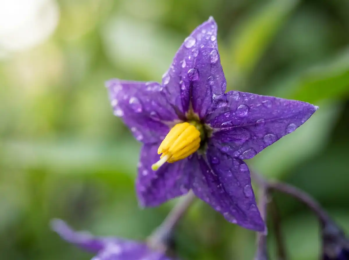 purple nightshade flower close up in garden.